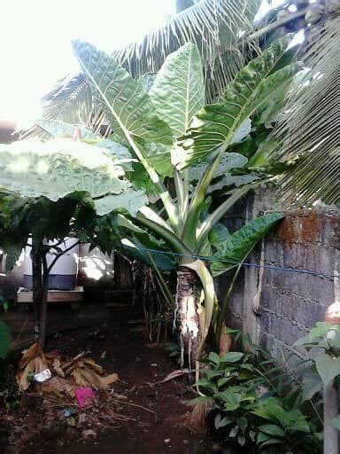 Badiang as a source of food. .